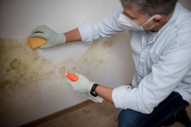 Best Localized Mold Remediation (e.g., coastal areas, humid climates) in Eastwood, MI