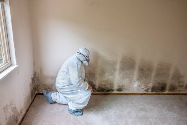 Best Post-Flood Mold Remediation in Eastwood, MI