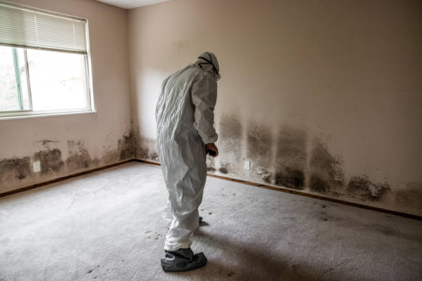 Best Insurance-Related Mold Remediation in Eastwood, MI